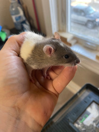 Young Friendly and healthy Rats 