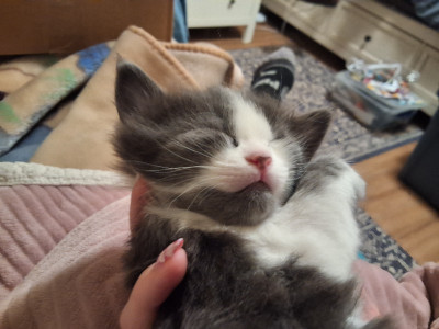 Kitten for Sale