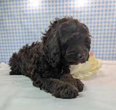 One girl left from a litter of eight! Awesome puppies! We have 17 years experience breeding and now...