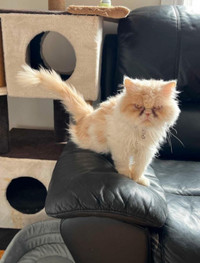Male  Persian cat