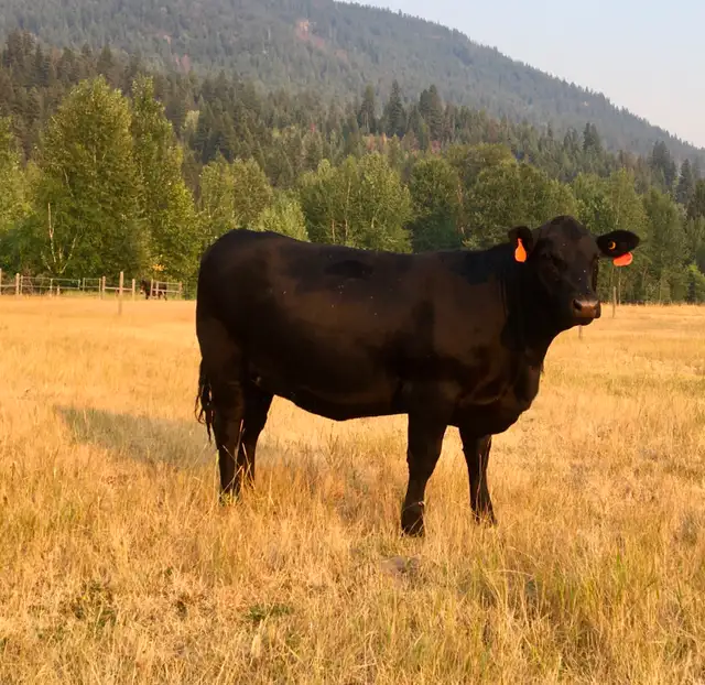 Four Bred Angus-cross Yearling Heifers in Livestock in Vernon - Image 6