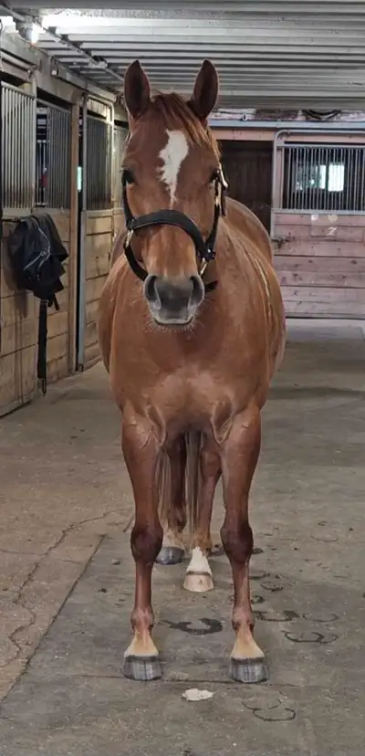 large pony mare, View more