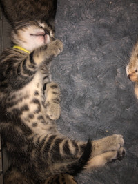Last kitten!Beautiful marbled  Bengal  X domestic calico kittens