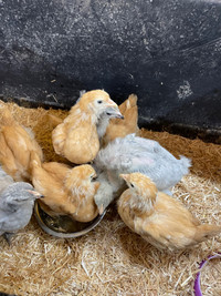 Group of Orpington chicks