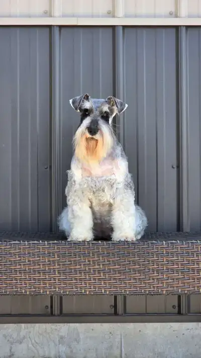 Beautiful Female Miniature Schnauzer, View more
