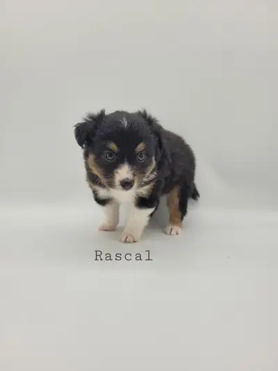 Toy/Mini Australian Shepard puppies, View more