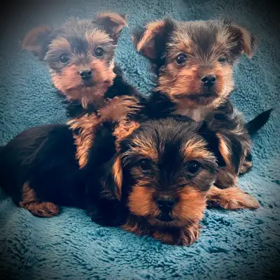 *femelle vendue* *un mâle vendu* 3 chiots Yorkshire Terrier. 1 femelle, 2 mâles, nés le 4 avril. La...