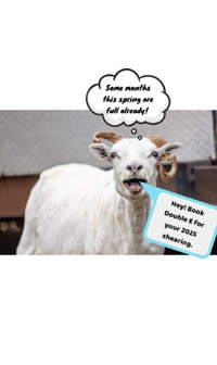 Sheep Shearing 