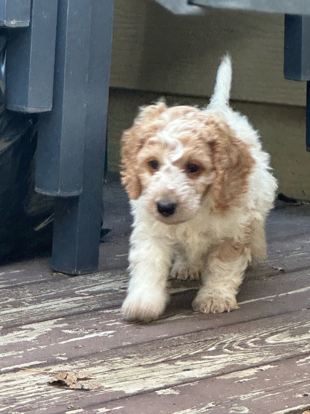 mini dachshund toy poodle cross puppies in Dogs & Puppies for Rehoming in Lethbridge - Image 2