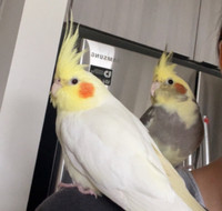 Rehoming Male and female cockatiel 