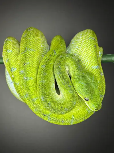 Very high quality captive born adult male Aru Green Tree Python for sale. Approximately 10 years old...