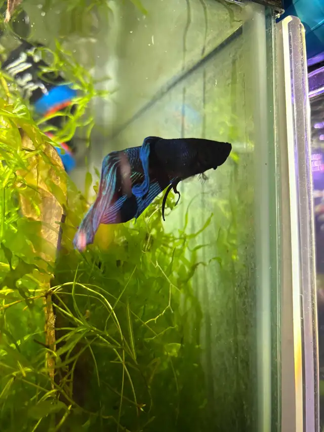 10 gallon tank w/ betta & shrimp | Fish for Rehoming | Oshawa / Durham ...