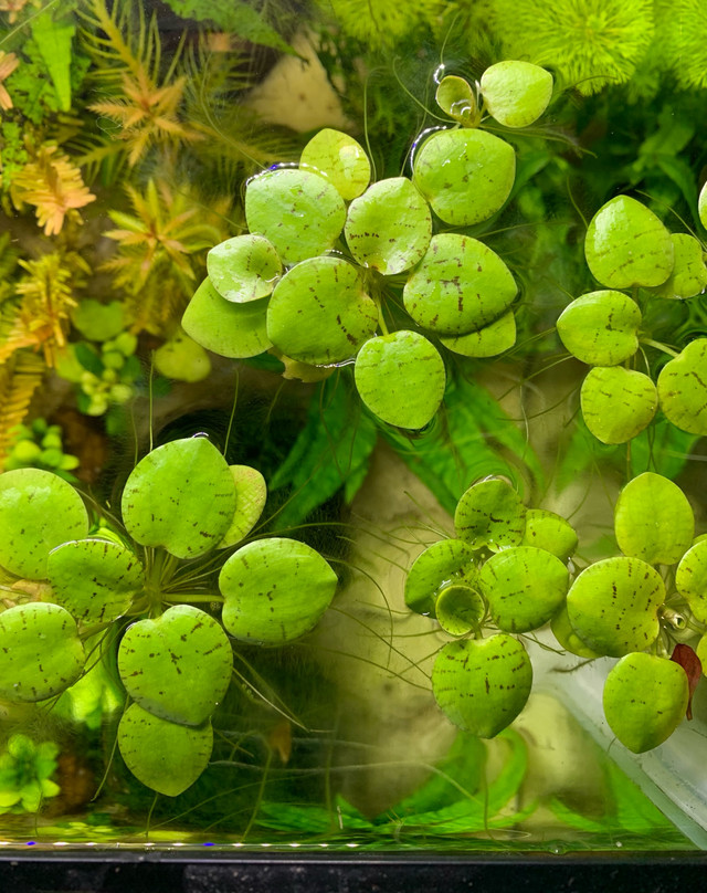 Aquarium Plant - Frogbit in Fish for Rehoming in Oshawa / Durham Region