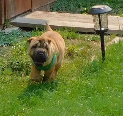 Gorgeous Female  Miniature Shar - Pei Puppy  Beauty At It's Best, View more