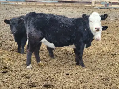Replacement heifers, View more