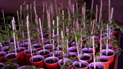 "Cherry"  TOMATO PLANTS FOR SALE N.E Edm. Clareview, View more