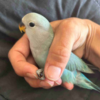 Baby Love Birds For Sale!