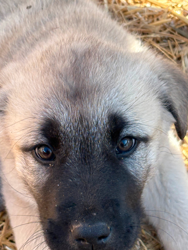 Working  Guardian puppies in Dogs & Puppies for Rehoming in Calgary - Image 2