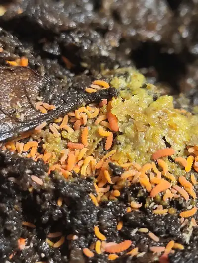 Larger than most springtails in the hobby. They dont jump. Keep them on a soil substrate and feed th...