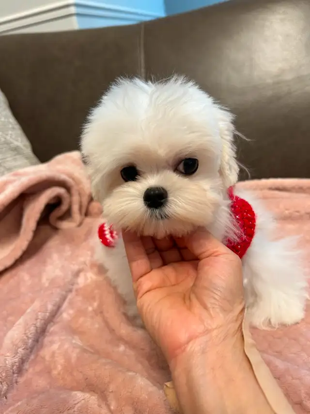 Korean Bloodline Maltese toy size pure white puppies in Dogs & Puppies for Rehoming in Markham / York Region - Image 8