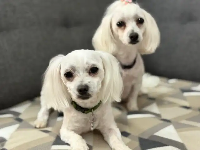 Purebred Maltese puppies in Dogs & Puppies for Rehoming in Winnipeg - Image 9