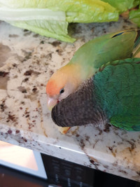LOVEBIRD AND CONURE FOR SALE! (MUST GO TOGETHER)