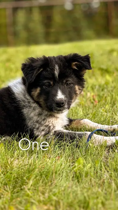 Border collie puppies, Voir plus