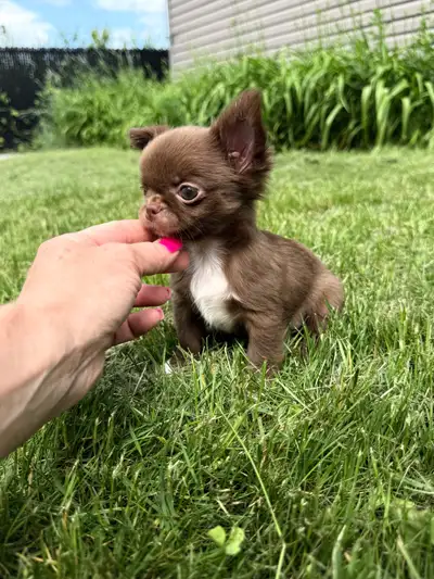 magnifique petit mâle chihuahua 3.5 lbs poil long choco enr.ckc, View more
