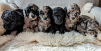 Beautiful F1B Cavapoo Puppies!! 