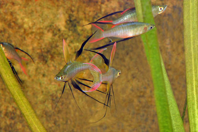 Nano fish & Dwarf shrimp YEG in Fish for Rehoming in Edmonton - Image 2