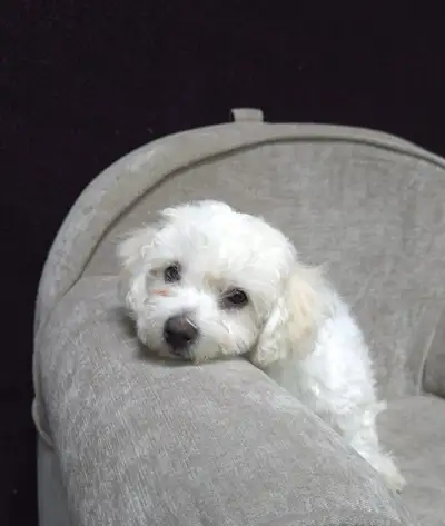 Purebred white Bichon Frisée puppies, View more
