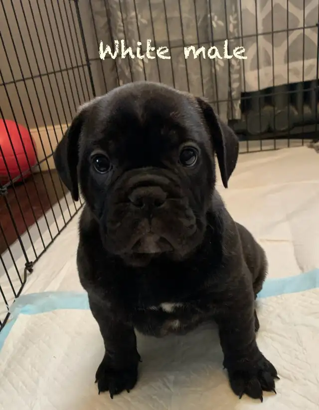 mini-olde english bulldog in Dogs & Puppies for Rehoming in Winnipeg - Image 6