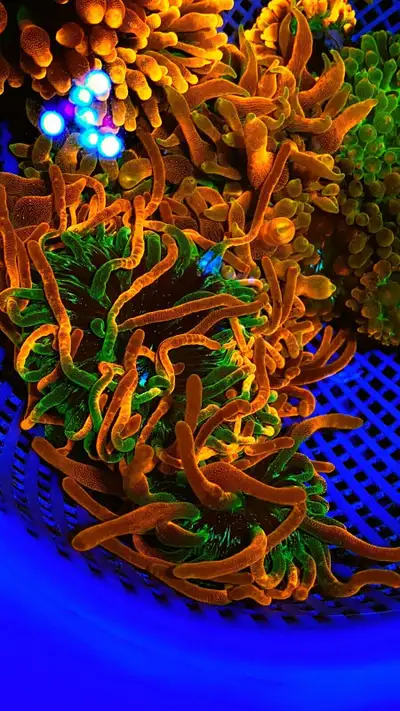Available in limited quantities. For reed tanks and saltwater aquariums. Coral Frags available in ot...