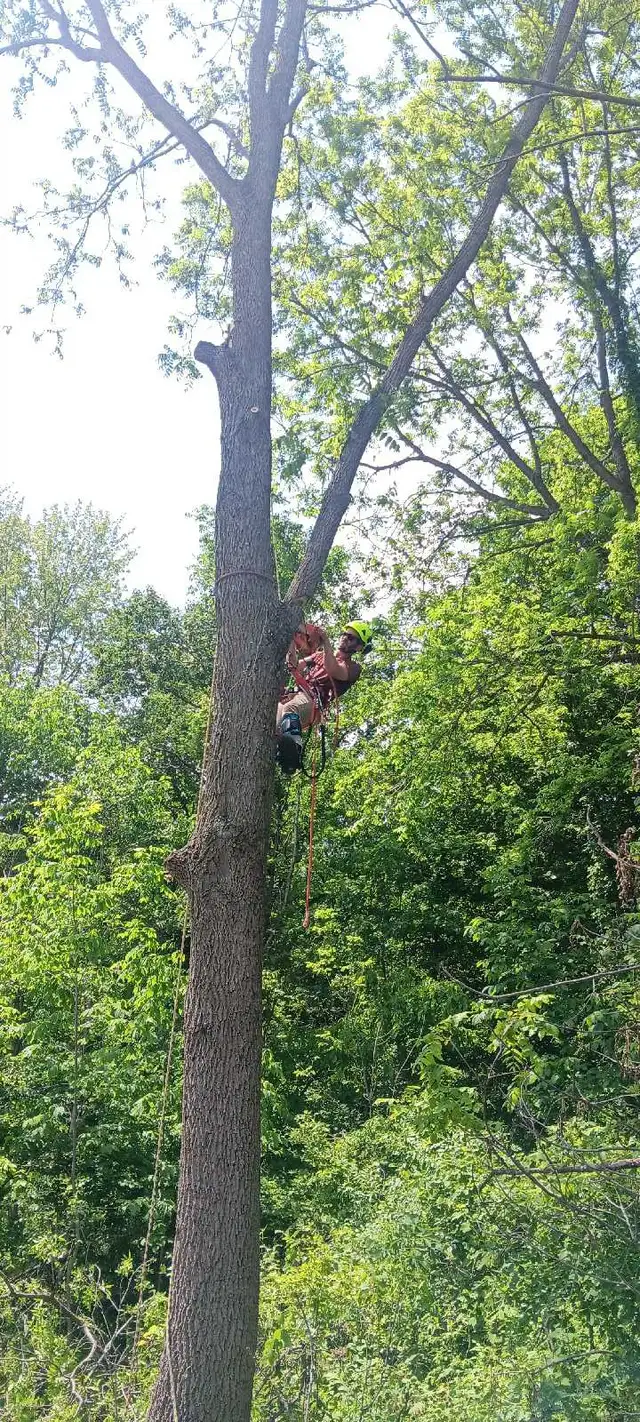 AshTree Service in Lawn, Tree Maintenance & Eavestrough in London - Image 3