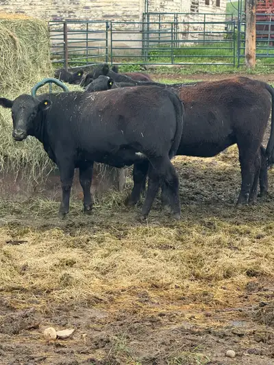 Black Angus Bred Heifers, View more