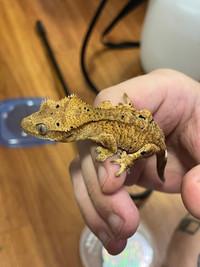 Poss female crested gecko 