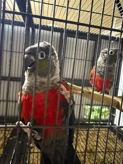 Proveen crimson belly pair conures, View more