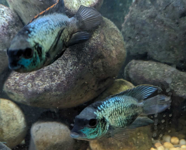 Electric Blue Acara in Fish for Rehoming in Vernon - Image 3