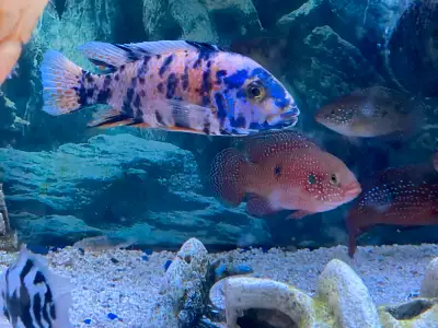 Peacock Cichlid , View more