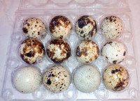 Coturnix quail hatching/eating eggs