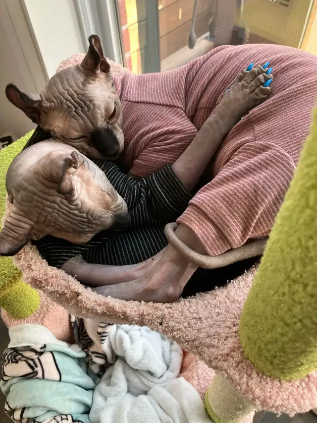 Deux chats SPHYNX cats -négociables - Mâles - Males in Cats & Kittens for Rehoming in City of Montréal - Image 4