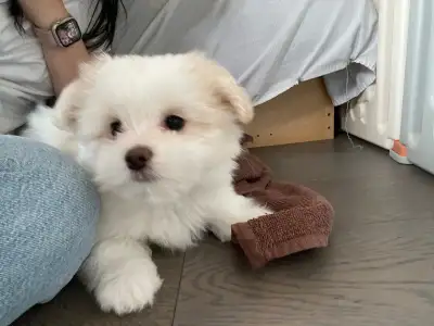 Maltipoo Pomeranian puppy, View more