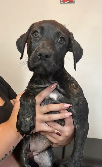 Rottweiler/ boxer mix, View more
