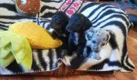 Miniature Dachshund puppies (one male left)