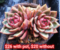 Succulent plants (1) for sale