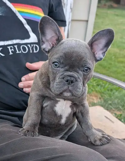 Female French Bulldog Puppy, View more