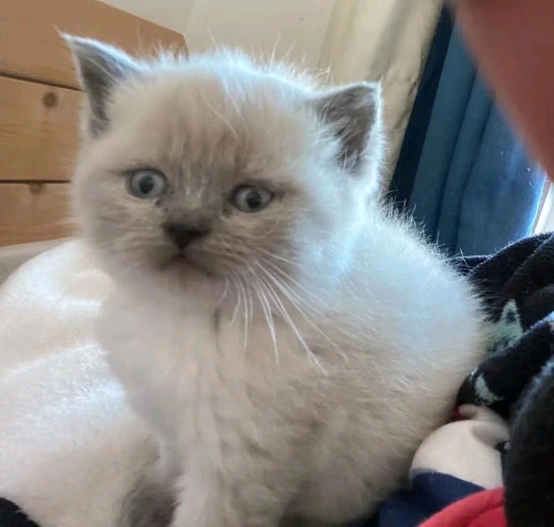 British Shorthair kittens Blue Point Cats & Kittens for Rehoming