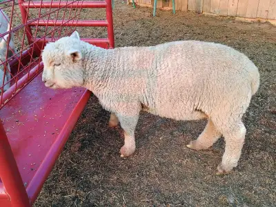 Babydoll Southdown Ram Lambs, View more