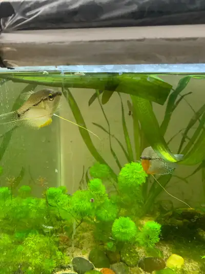 pair of pearl gouramis, View more