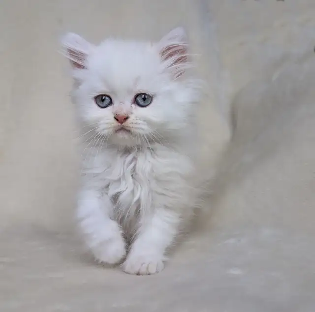 Chaton persan Adorable et Très affectueux in Cats & Kittens for Rehoming in Victoriaville - Image 5